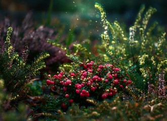 So wird der Garten frühlingsfit